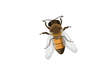 bee on white background