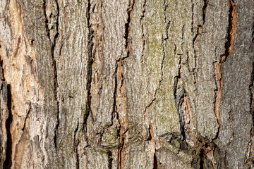 Close up tree bark texture as a wooden background