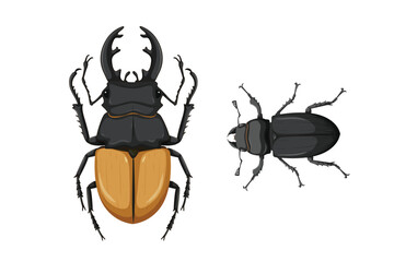 stag beetle isolated on white