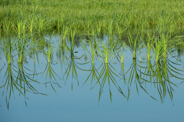 Obraz premium grass and water