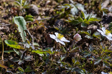 White Wood anemone flower in spring in the beautiful nature