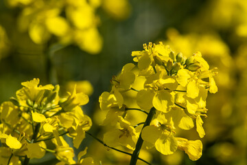 Close-up of a rapeseed plant in bloom – bright yellow flowers in spring