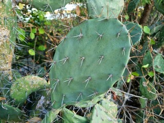 Close-up of large green spiky cactus leaves with dry leaf in summer season. Opuntia ficus 