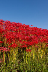 彼岸花咲く土手