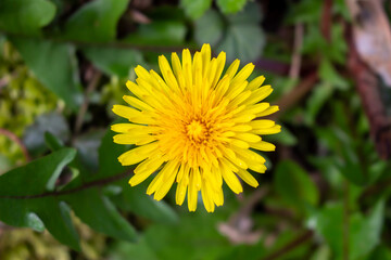Close-up of yellow dandelion on green meadow – sunny spring day