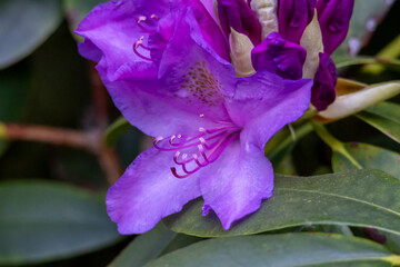 Purple Rhododendron in full bloom – Flowering ornamental shrub in the garden or park in spring