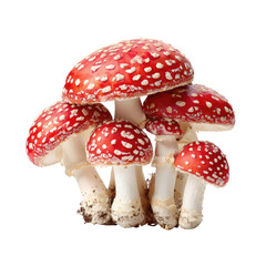 Obraz premium Cluster of vibrant red mushrooms with white stalks