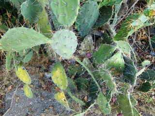Close-up of large green spiky cactus leaves with dry leaf in summer season. Opuntia ficus 
