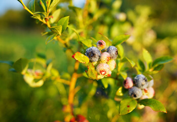 Blueberry bush on bright sunny background. Blueberries ripening on farm. Blueberries hang on shrub branch while ripening. Fresh blueberrys on branch on sunset. Sweet blue berry on berry farm.
