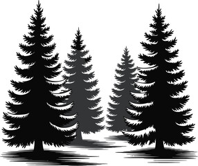 Obraz premium Silhouettes of evergreen pine trees in a forest at dusk or dawn