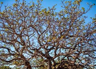 Pequi tree, with twisted trunk typical of the Brazilian cerrado biome, in winter without the leaves. Caryocar Brasiliense