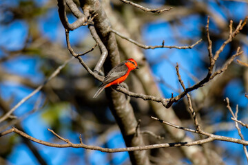 Small red and black bird Pyrocephalus Rubinus, popularly known migratory as a prince, red-fly, sunset mother and boy, ox blood