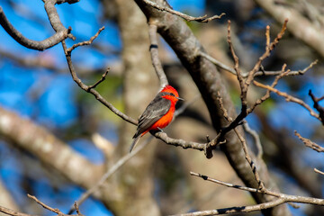 Small red and black bird Pyrocephalus Rubinus, popularly known migratory as a prince, red-fly, sunset mother and boy, ox blood