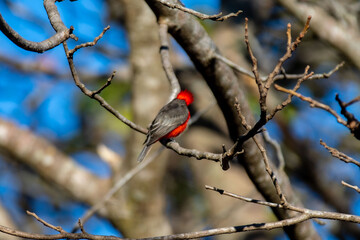 Small red and black bird Pyrocephalus Rubinus, popularly known migratory as a prince, red-fly, sunset mother and boy, ox blood