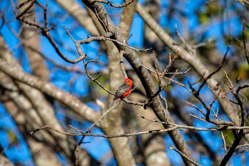 Small red and black bird Pyrocephalus Rubinus, popularly known migratory as a prince, red-fly, sunset mother and boy, ox blood