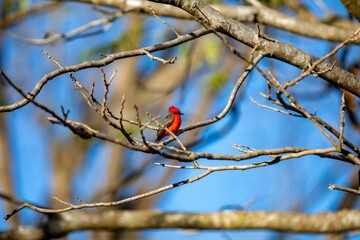 Small red and black bird Pyrocephalus Rubinus, popularly known migratory as a prince, red-fly, sunset mother and boy, ox blood