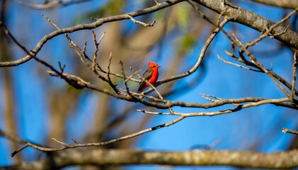 Small red and black bird Pyrocephalus Rubinus, popularly known migratory as a prince, red-fly, sunset mother and boy, ox blood