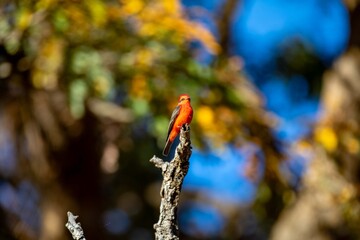 Small red and black bird Pyrocephalus Rubinus, popularly known migratory as a prince, red-fly, sunset mother and boy, ox blood
