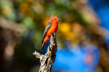 Small red and black bird Pyrocephalus Rubinus, popularly known migratory as a prince, red-fly, sunset mother and boy, ox blood
