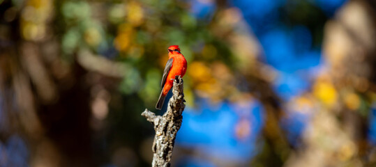 Small red and black bird Pyrocephalus Rubinus, popularly known migratory as a prince, red-fly, sunset mother and boy, ox blood