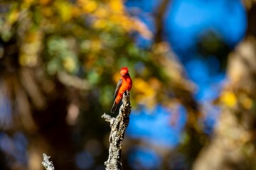 Small red and black bird Pyrocephalus Rubinus, popularly known migratory as a prince, red-fly, sunset mother and boy, ox blood