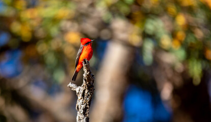 Small red and black bird Pyrocephalus Rubinus, popularly known migratory as a prince, red-fly, sunset mother and boy, ox blood