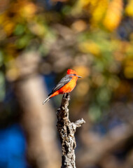 Small red and black bird Pyrocephalus Rubinus, popularly known migratory as a prince, red-fly, sunset mother and boy, ox blood
