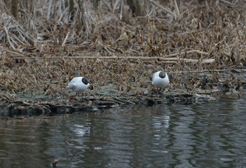 Black-headed gulls interacting on wooden pier and water in spring