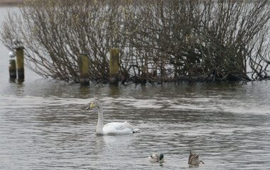 Whooper swan swimming near ducks in flooded spring wetland