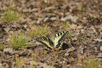 Schmetterling © janis