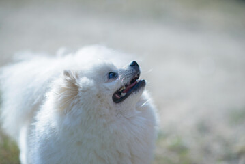 A small fluffy white Pomeranian dog stands outside on a natural background, looking upward with its mouth slightly open, captured in a playful moment under soft daylight.