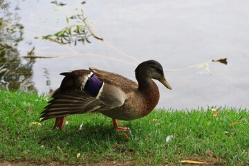 水辺にくつろぐカモ