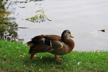 水辺にくつろぐカモ