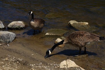 Canada goose（カナダ雁）
