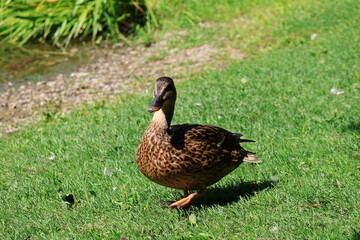 公園にいる鴨　カナダ モントリオール