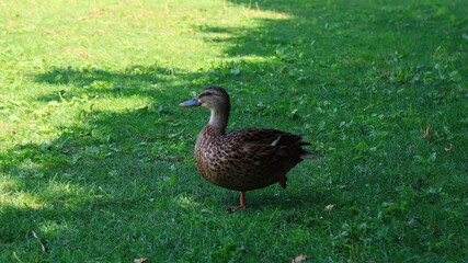 公園にいる鴨　カナダ モントリオール