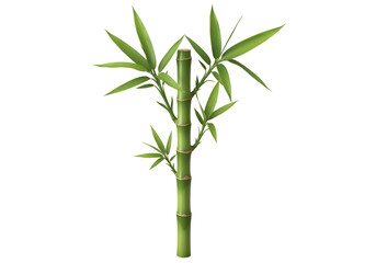 Fototapeta premium Vibrant green bamboo stalk with lush leaves.