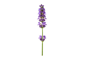 Obraz premium Close-up image of a lavender flower stalk.