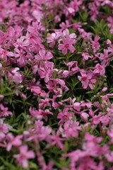 花のある景色 - ピンク