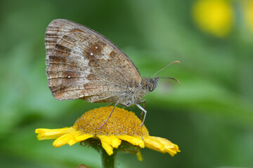 Closeup on a Hedge brown or Gatekeeper butterfly, Pyronia tithonus with closed wings on a yellow...