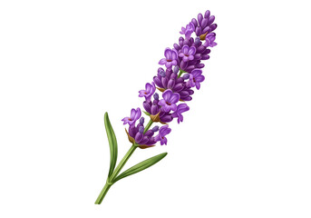 Obraz premium Detailed illustration of a lavender sprig against a black background.