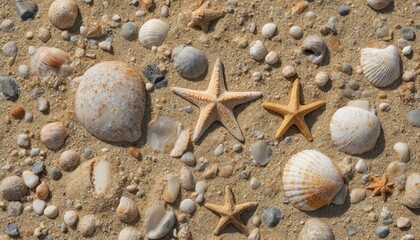 Beach scene with sandy shore, white shells, sand dollars scattered across surface. Shells arranged in overlapping pattern, creating sense of depth. Light blue horizon contrasts with earthy tones of