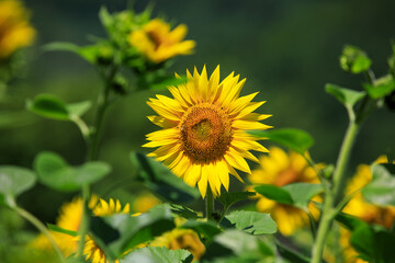 태백 구와우해바라기마을 해바라기
