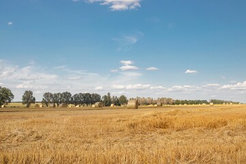 Obraz premium Harvested wheat field. Landscape of a field with mown wheat, grain harvest.