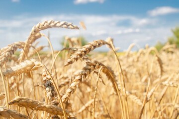 Golden ears of wheat against the blue sky with clouds. Wheat growing in a field. Rural landscape....