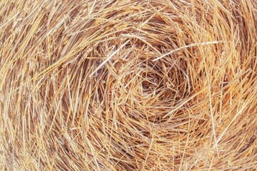 Dry wheat straw texture background, mown wheat, grain crops. Straw bale texture, close-up. 
