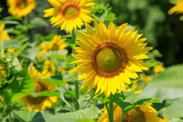 태백 구와우해바라기마을 해바라기