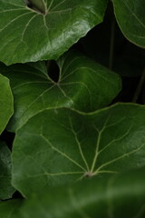 シンプルな植物フォト素材