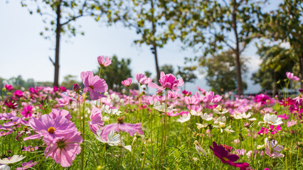 Obraz premium Pink Cosmos flower blossom in the field