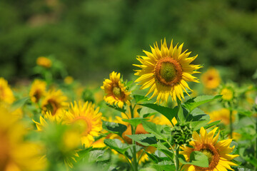 태백 구와우해바라기마을 해바라기